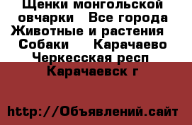 Щенки монгольской овчарки - Все города Животные и растения » Собаки   . Карачаево-Черкесская респ.,Карачаевск г.